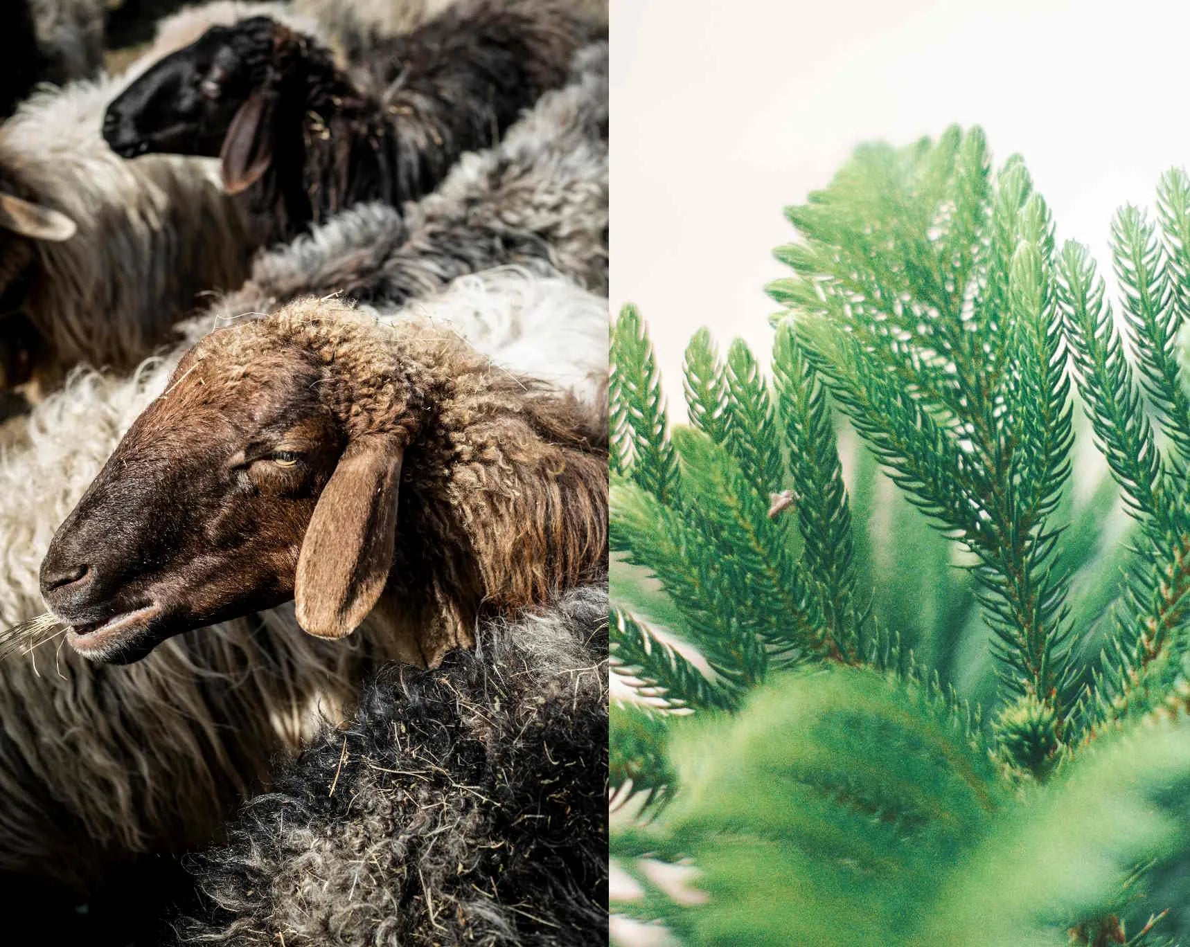 Contrast of conventional and plant-first vitamin D3 sourcing